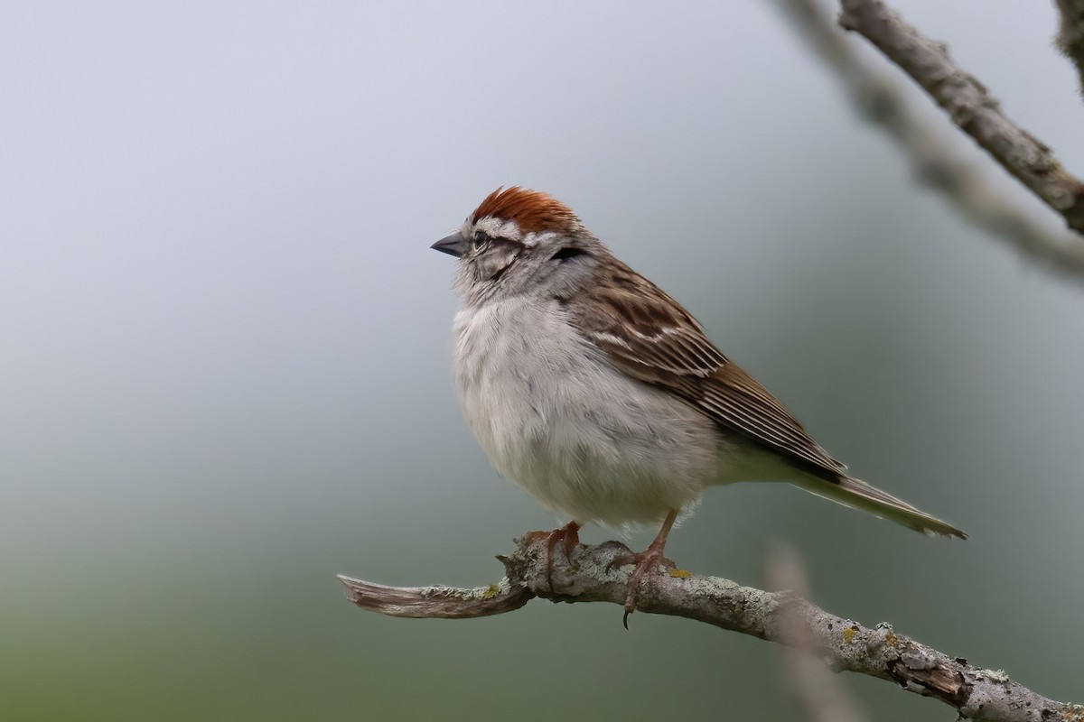 Chipping Sparrow - ML637840774