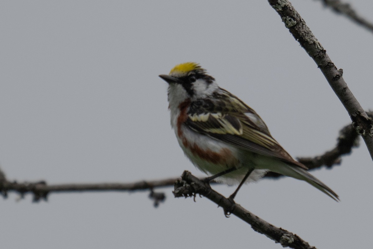 Chestnut-sided Warbler - ML637840782