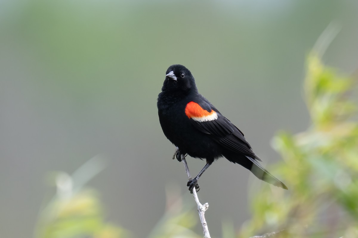Red-winged Blackbird - ML637840793