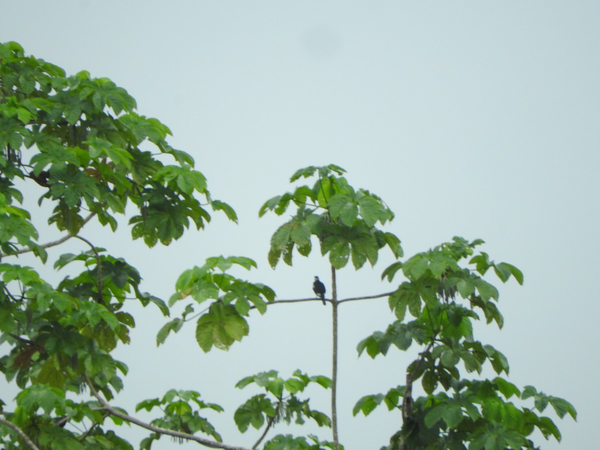 Bare-necked Fruitcrow - ML637840794