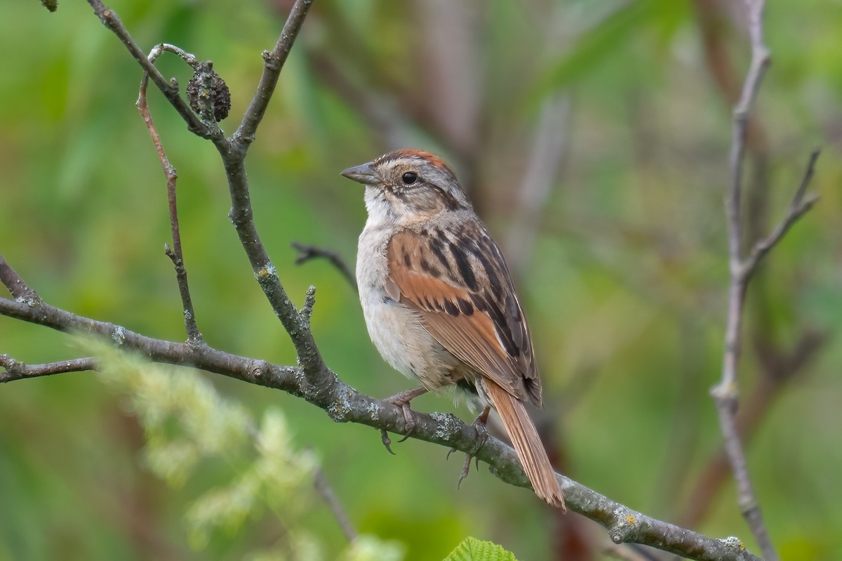 Swamp Sparrow - ML637840804