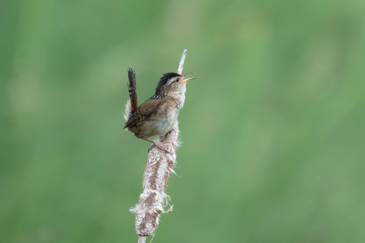 Marsh Wren - ML637840814