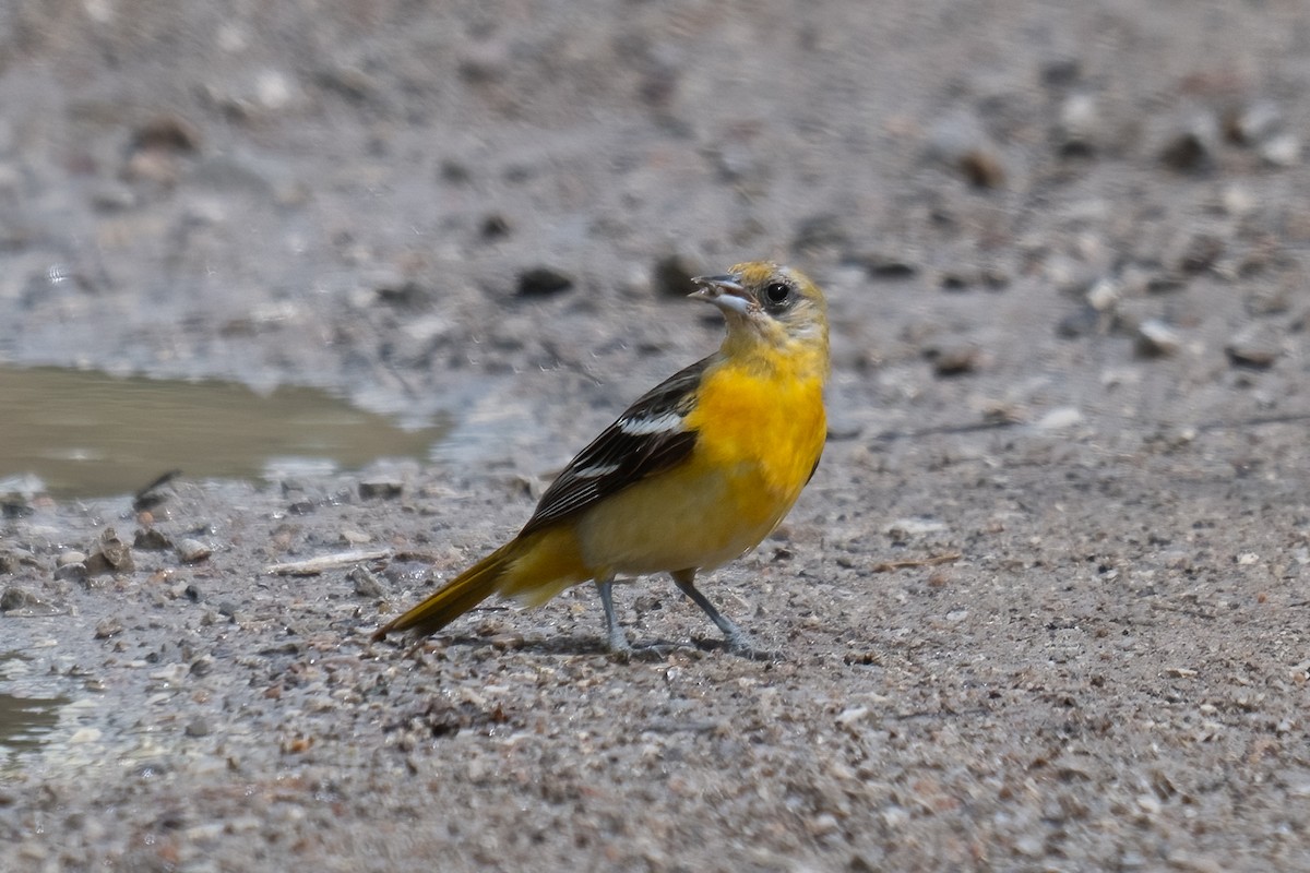 Baltimore Oriole - ML637840823