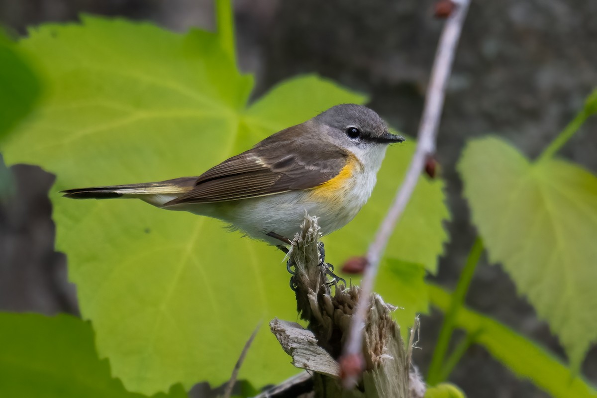 American Redstart - ML637840831