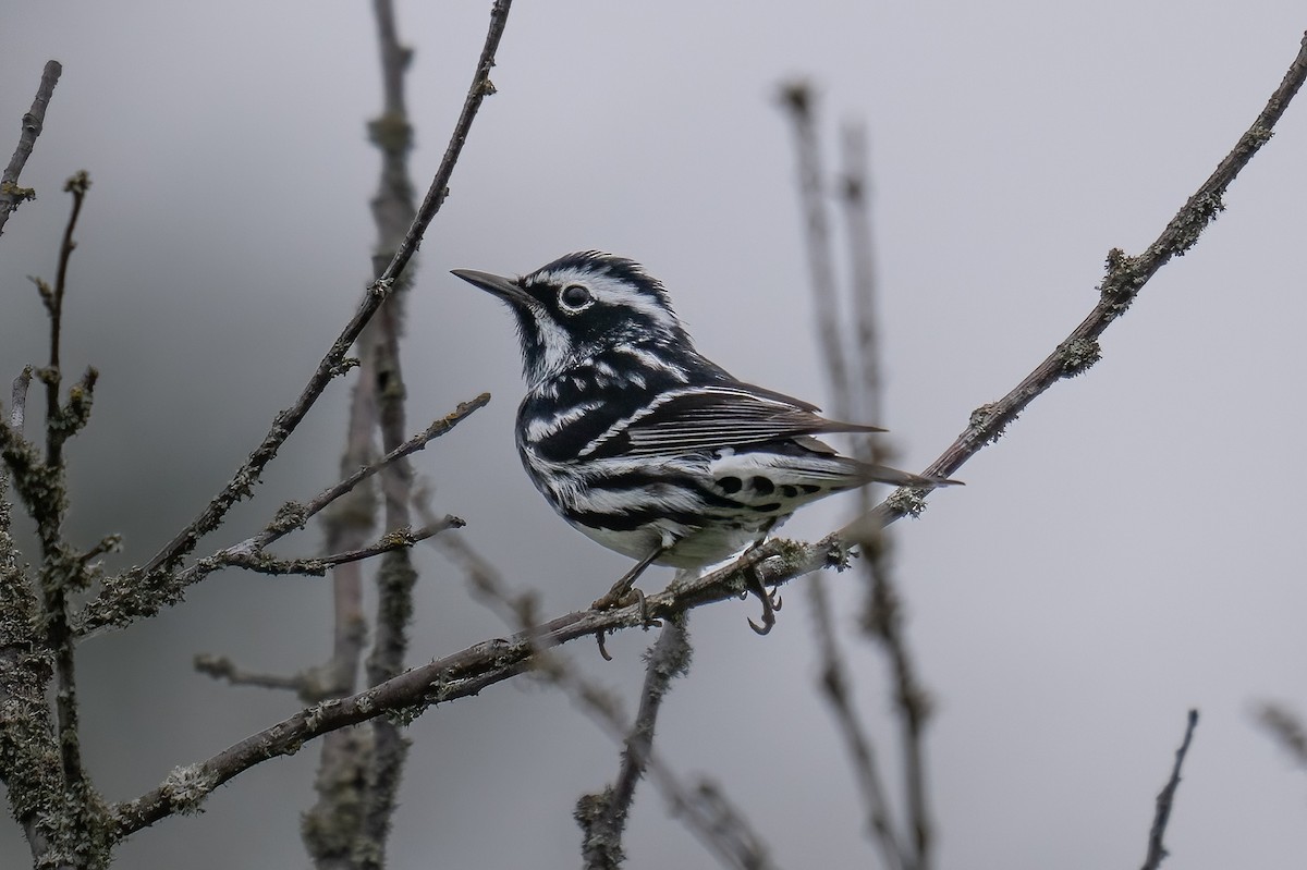 Black-and-white Warbler - ML637840838
