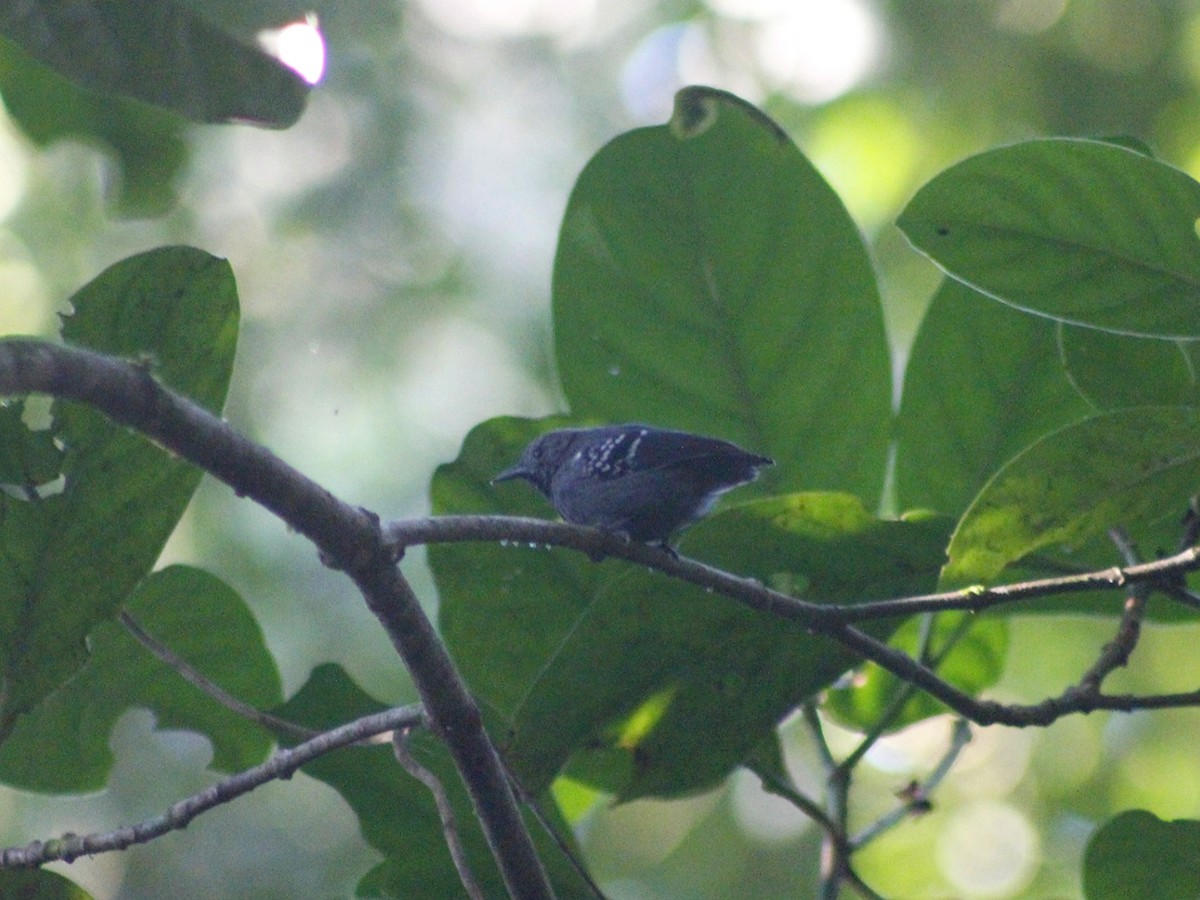 Salvadori's Antwren - ML637840839