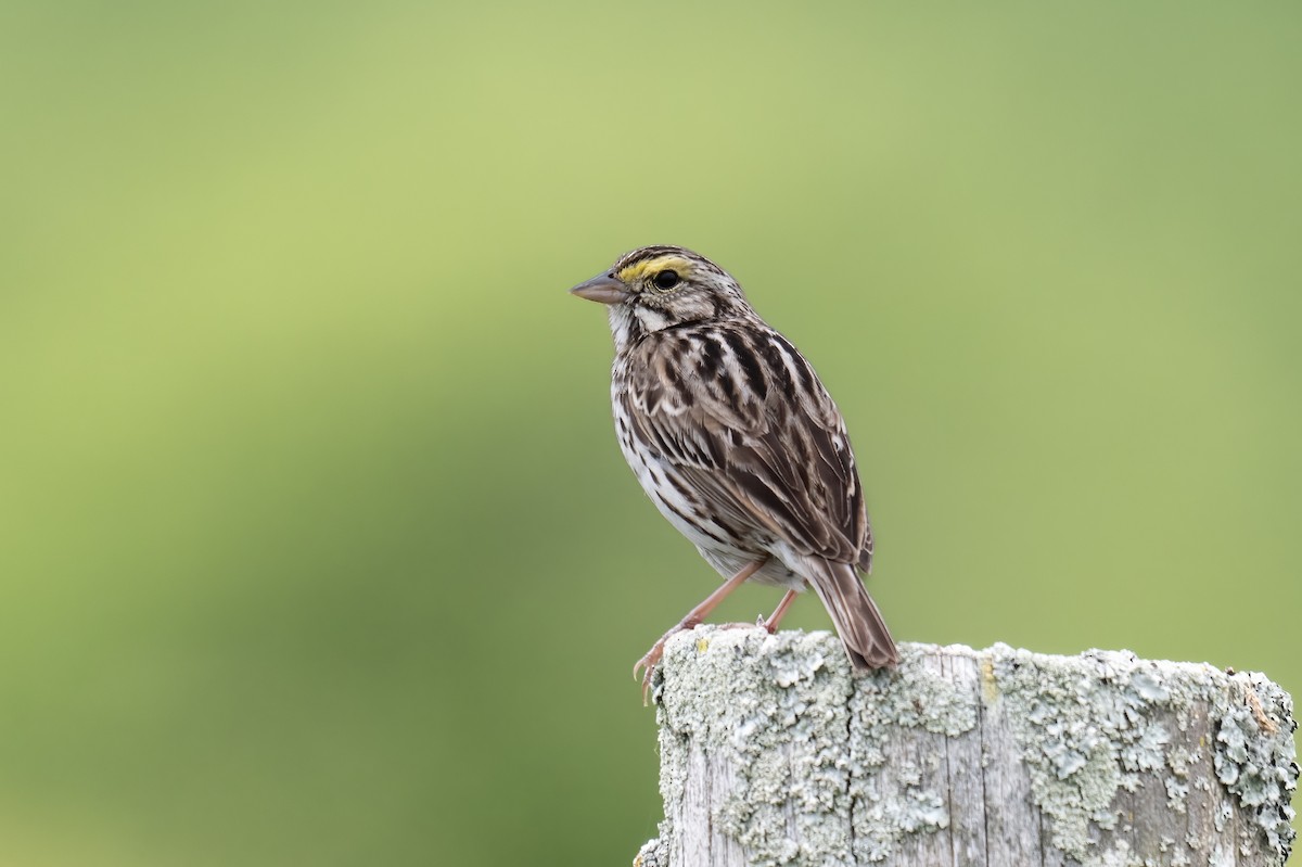 Savannah Sparrow - ML637840845