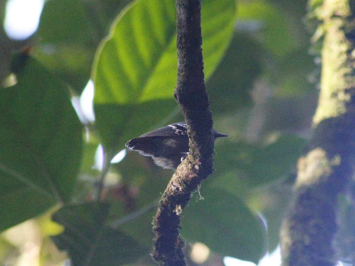 Salvadori's Antwren - ML637840851