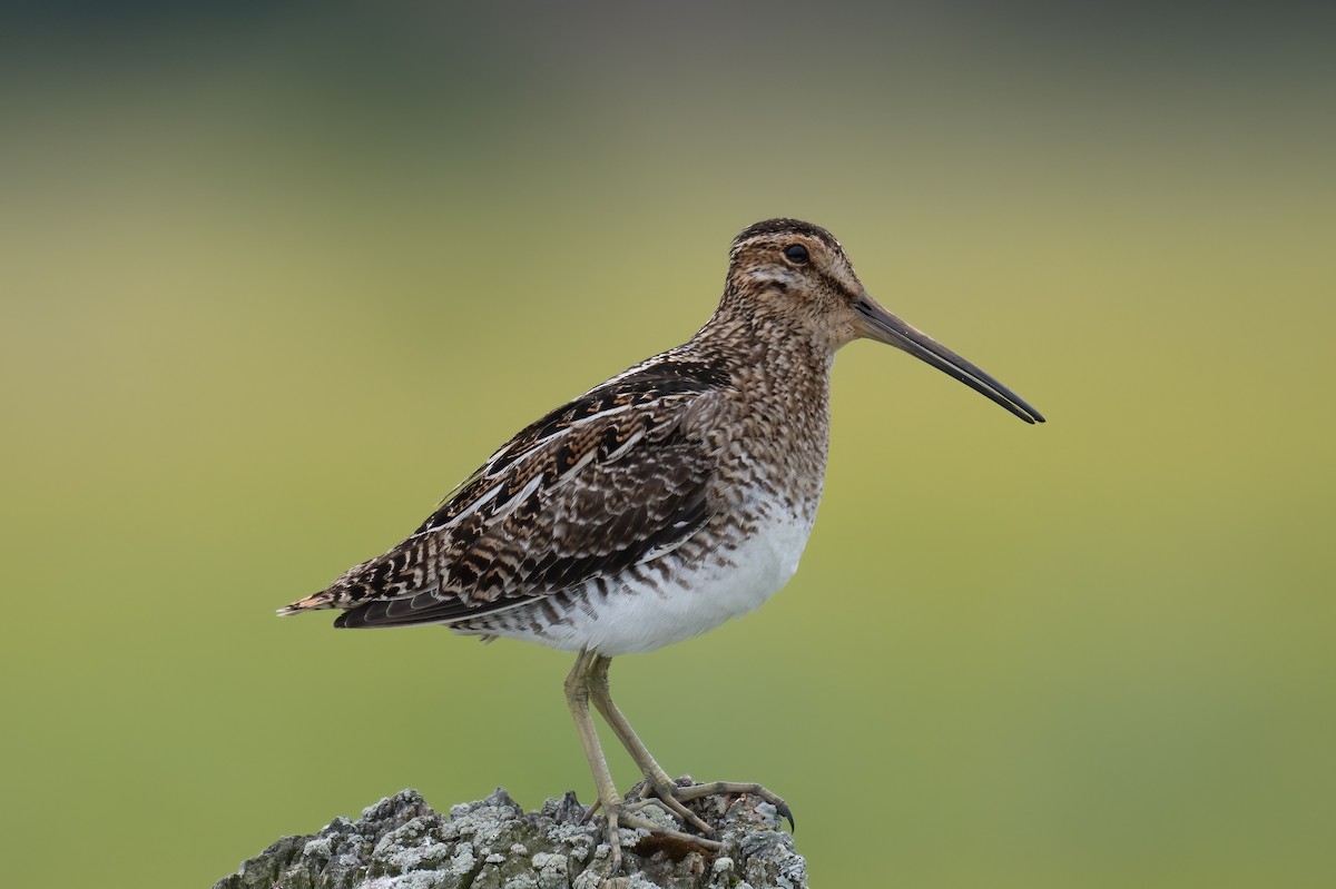 Wilson's Snipe - ML637840869