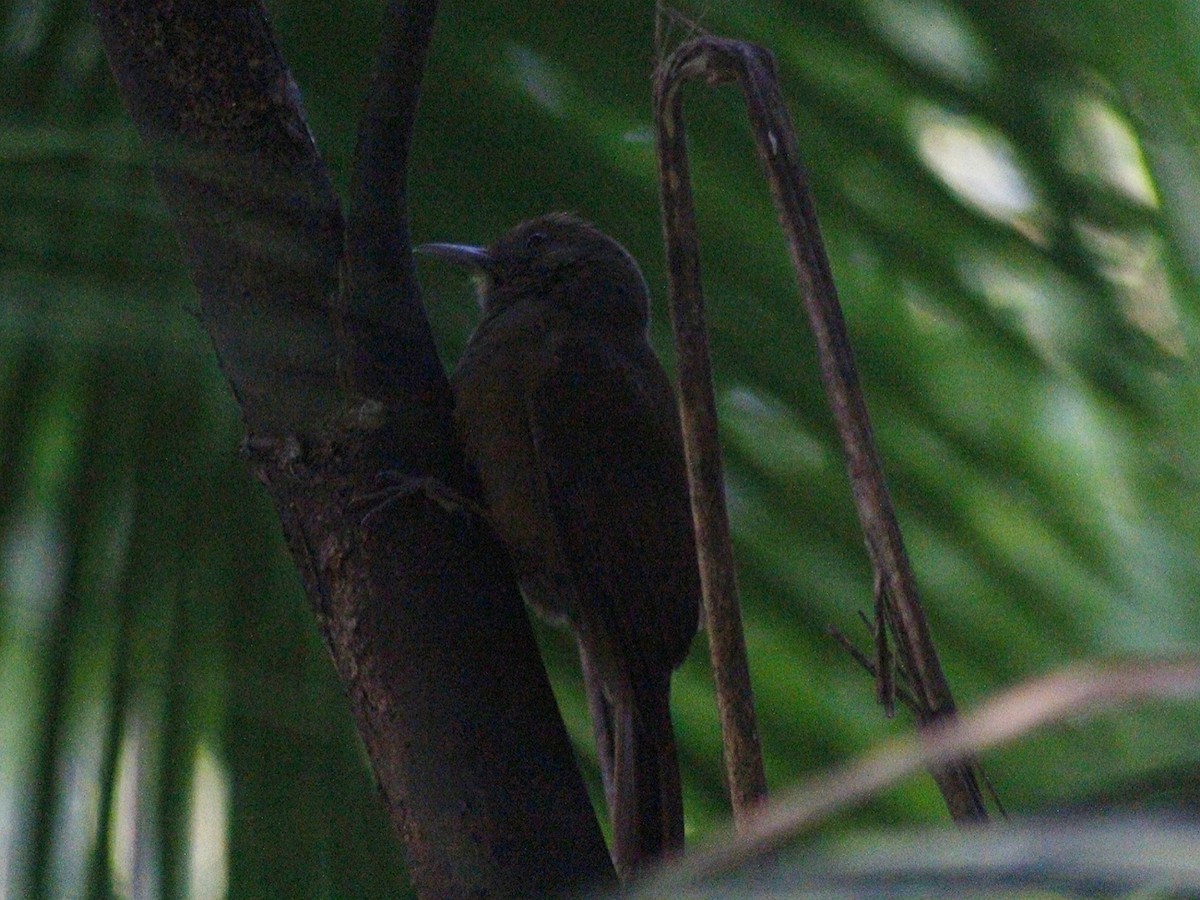 Plain-winged Woodcreeper (Plain-winged) - ML637840884