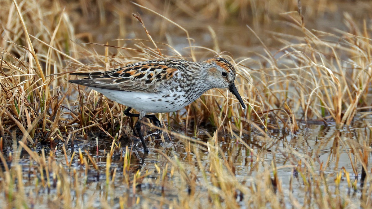Bergstrandläufer - ML637840888