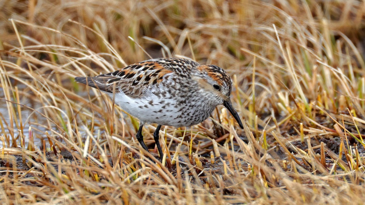 Bergstrandläufer - ML637840891