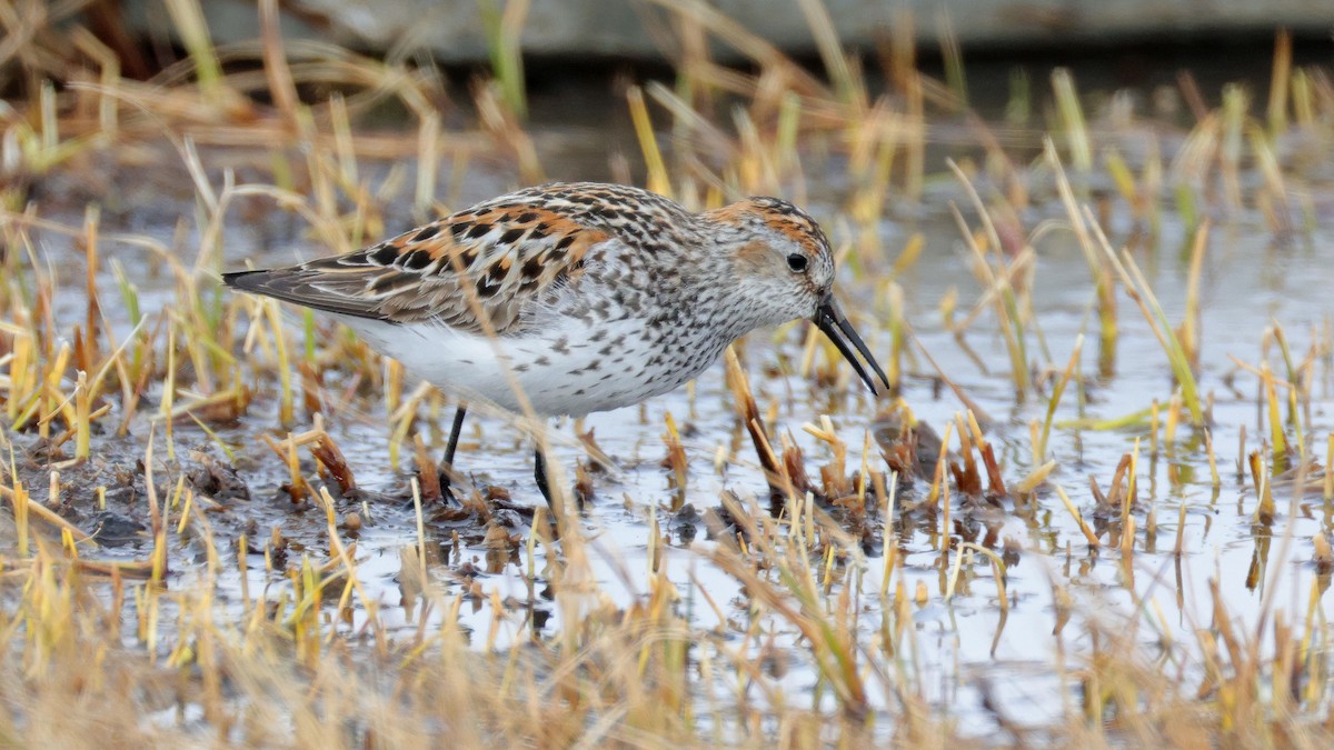 Bergstrandläufer - ML637840893