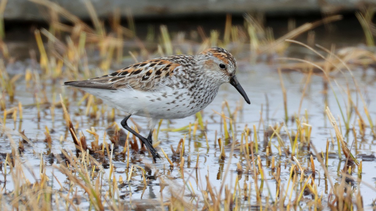 Bergstrandläufer - ML637840895