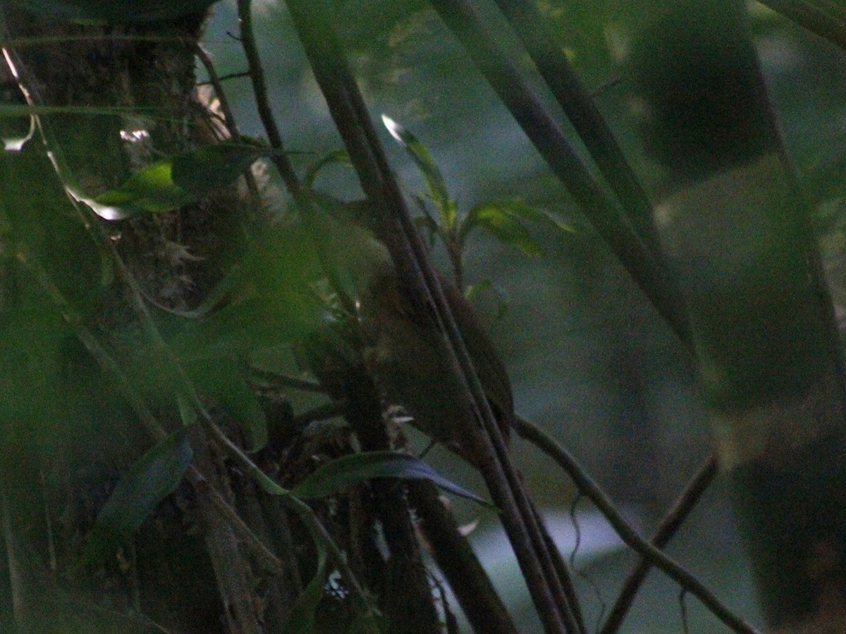 White-eyed Foliage-gleaner - ML637840911