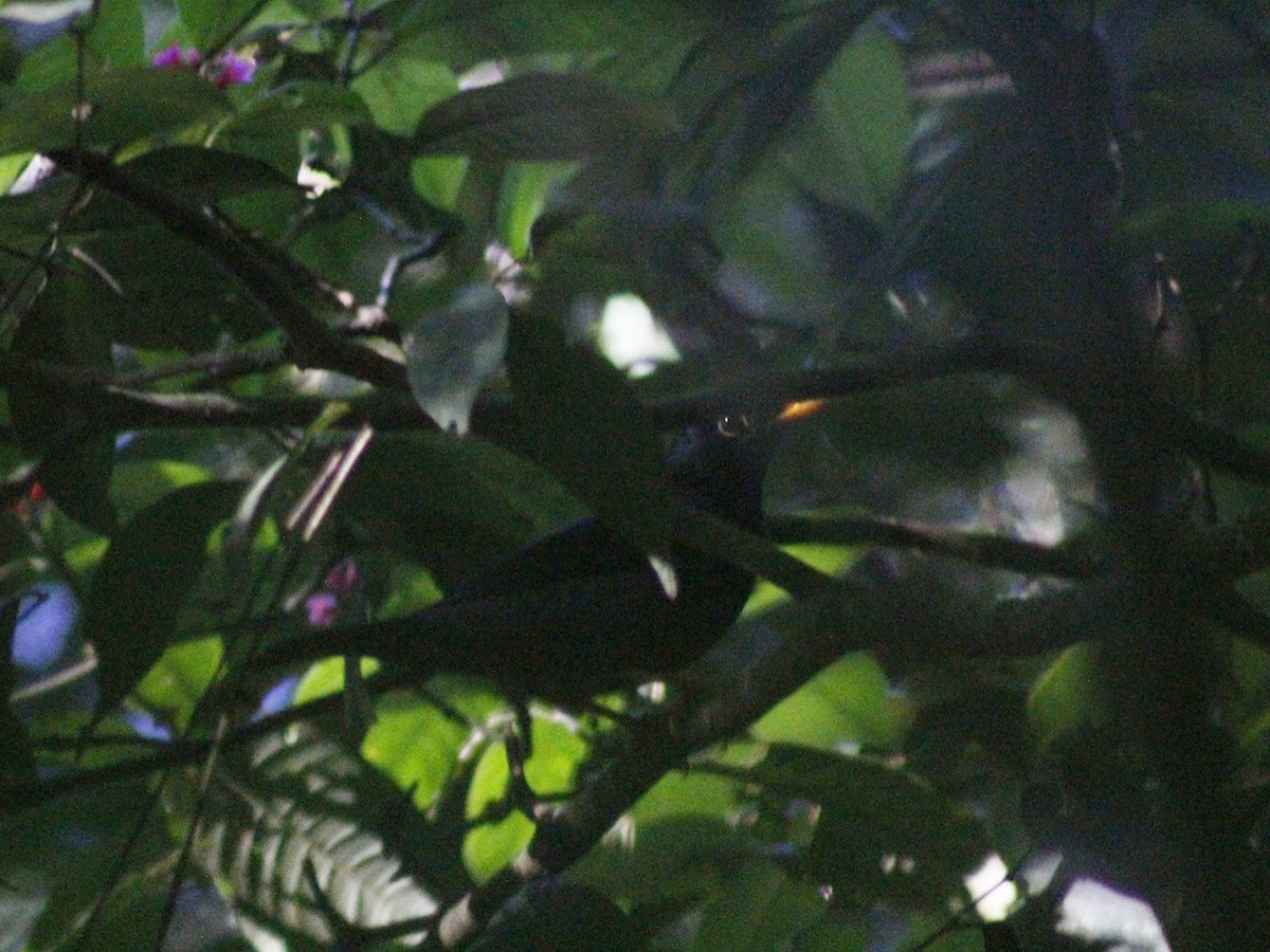 Yellow-legged Thrush - ML637840931