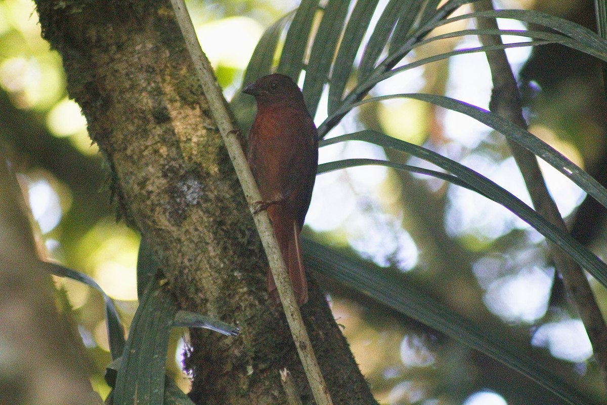 Red-crowned Ant-Tanager - ML637840948