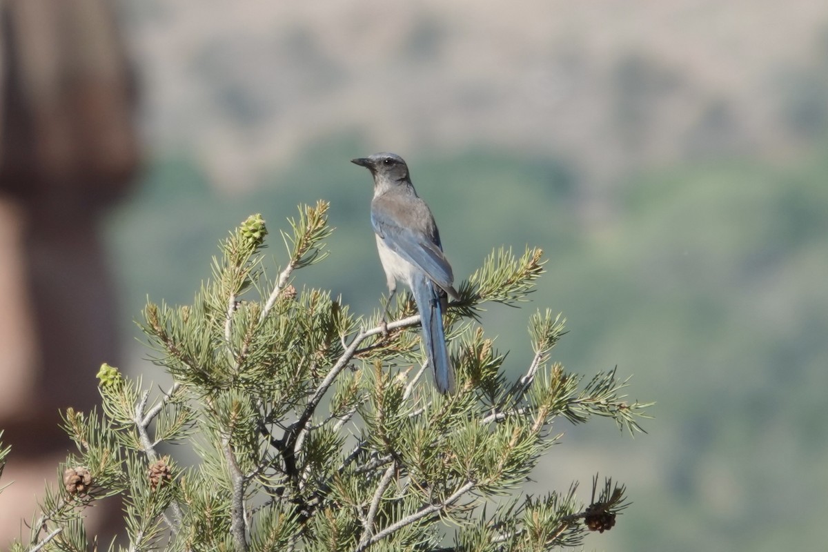 Woodhouse's Scrub-Jay - ML637840980