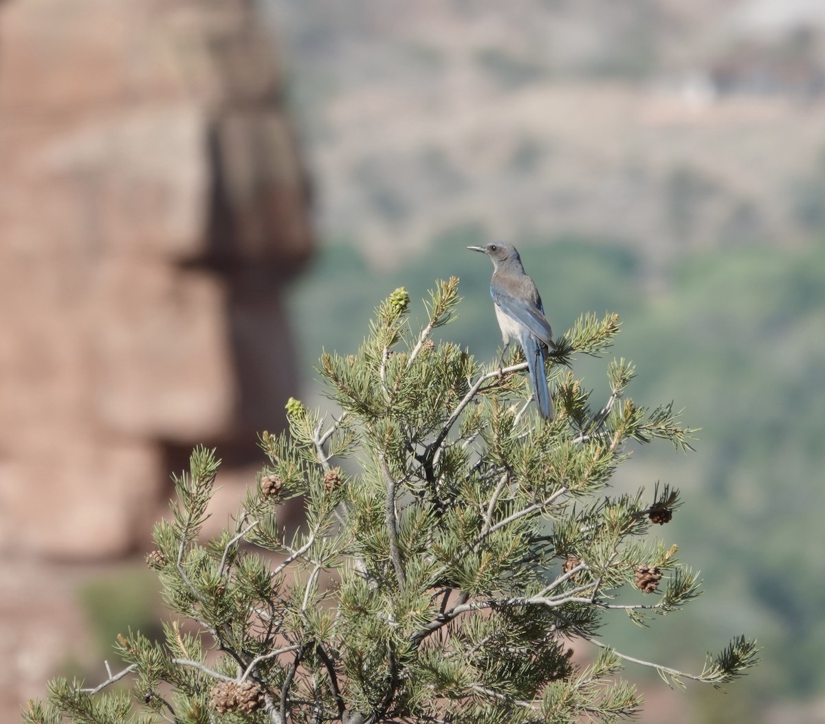 Woodhouse's Scrub-Jay - ML637840981