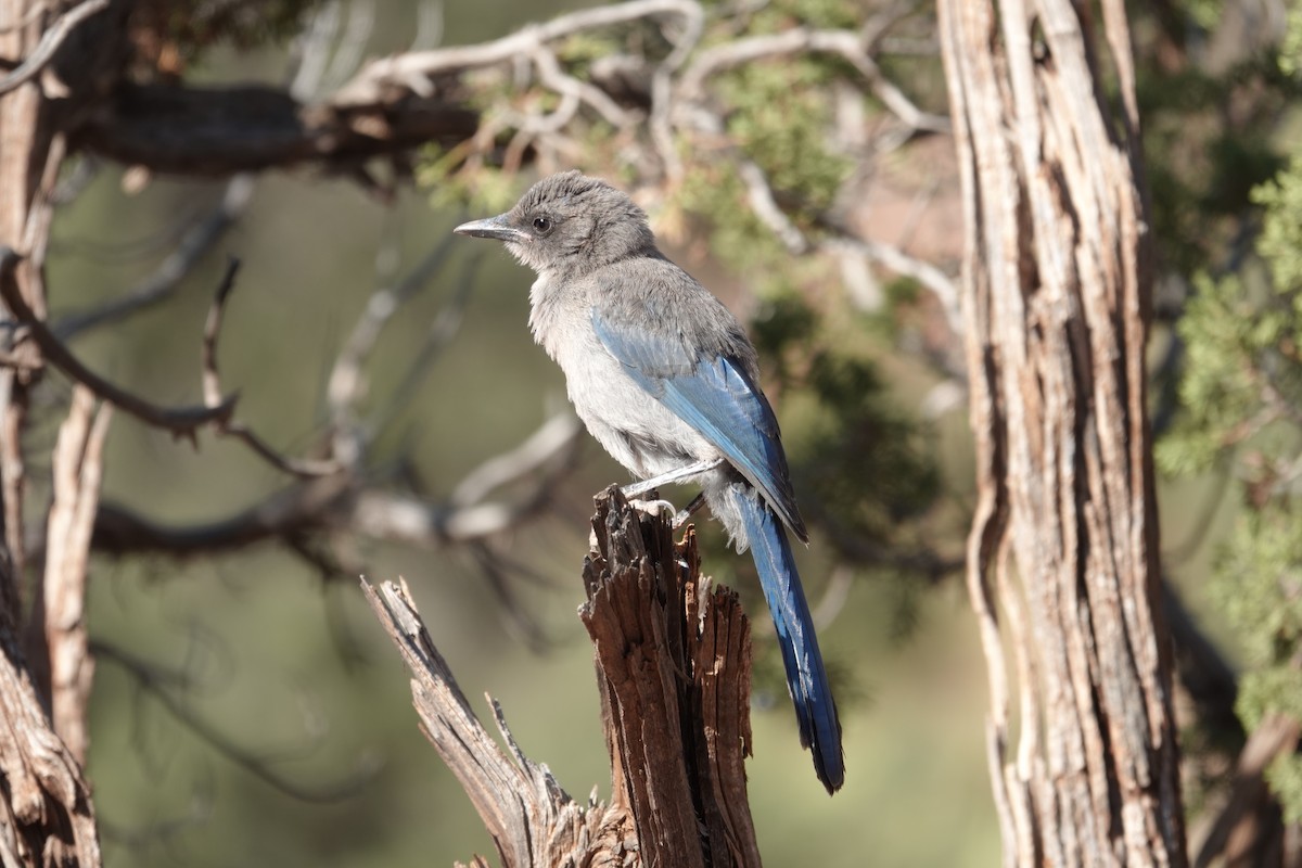 Woodhouse's Scrub-Jay - ML637840982