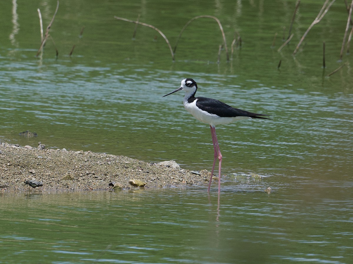 Black-necked Stilt - ML637841153