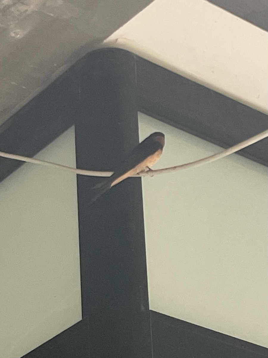 Асрын хараацай - ML637841156