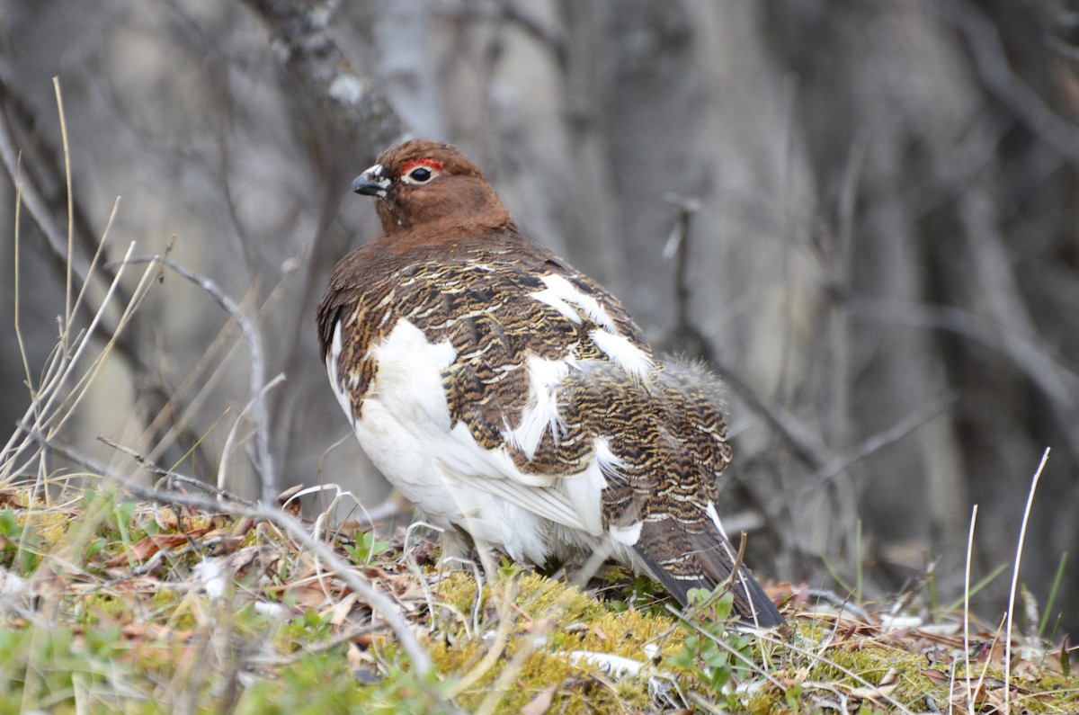 Willow Ptarmigan - ML637841316