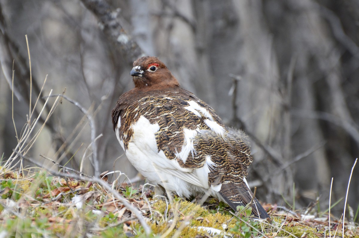 Willow Ptarmigan - ML637841319
