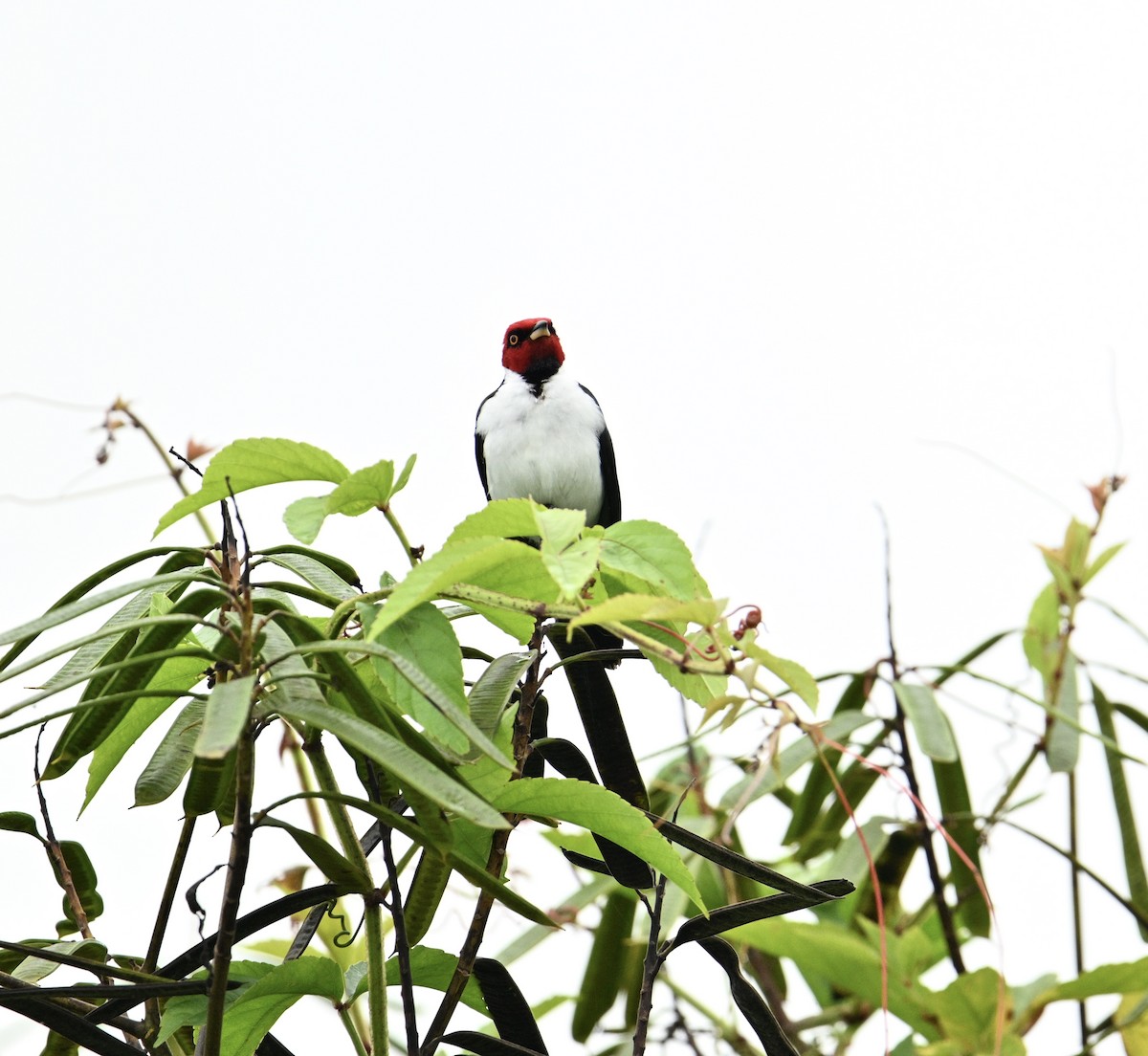 Red-capped Cardinal - ML637841426