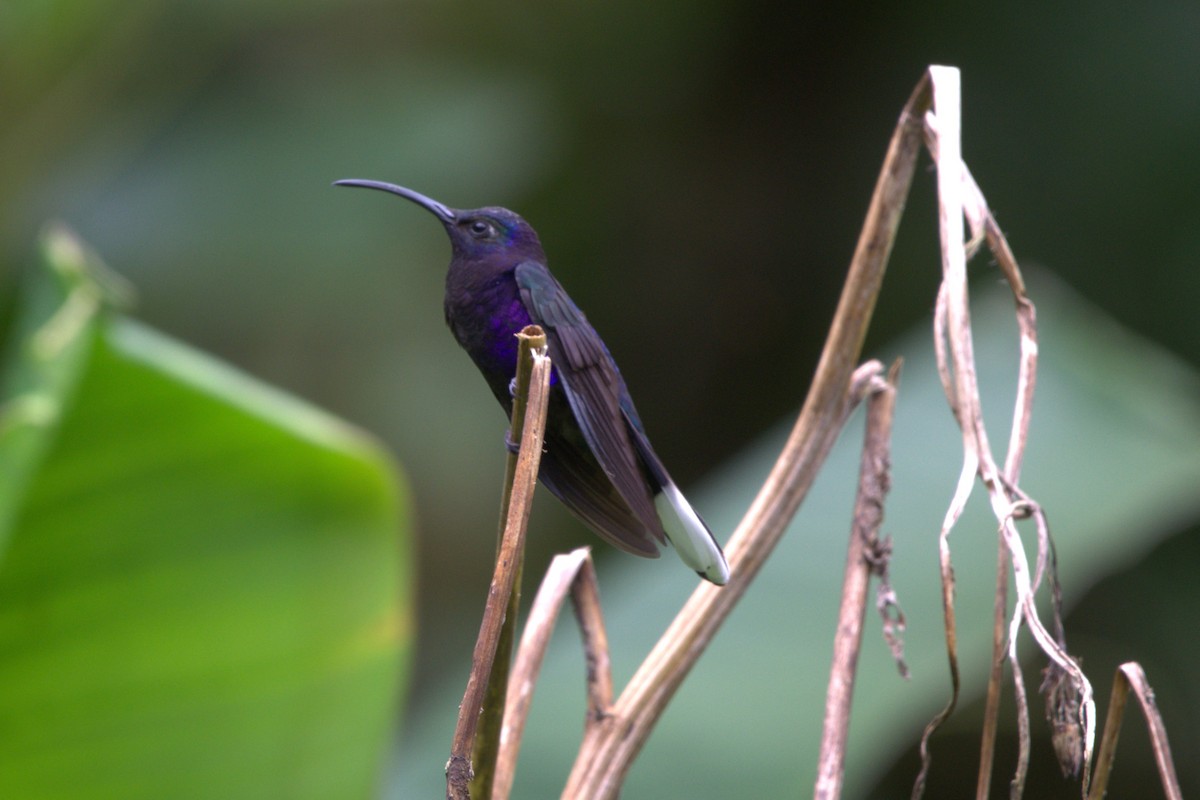 Violet Sabrewing - ML637841434
