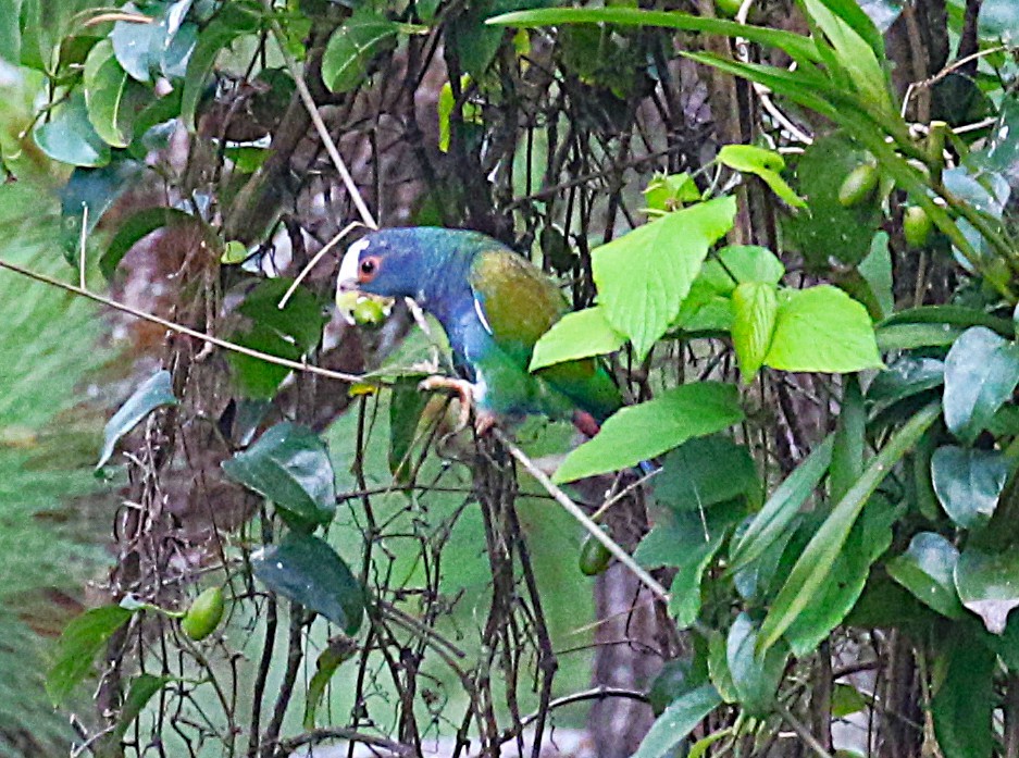White-crowned Parrot - ML637841435