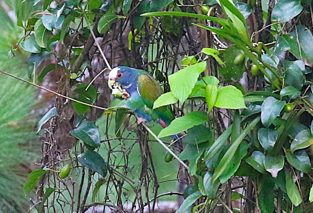 White-crowned Parrot - ML637841436