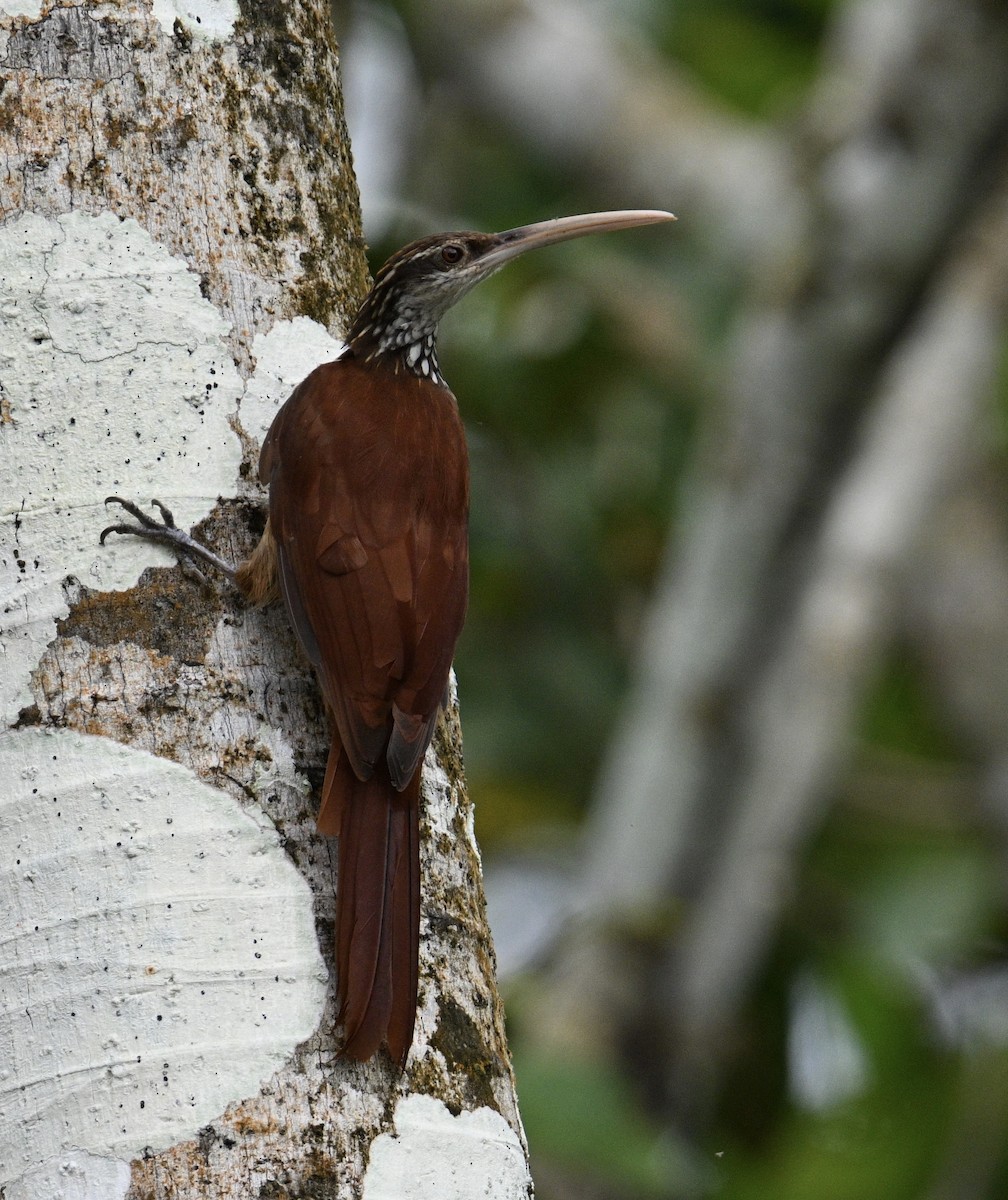 Long-billed Woodcreeper - ML637841441