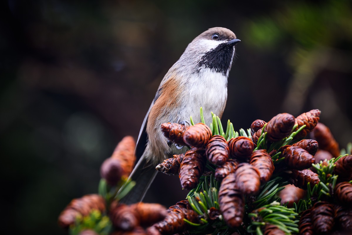 Boreal Chickadee - ML637841479