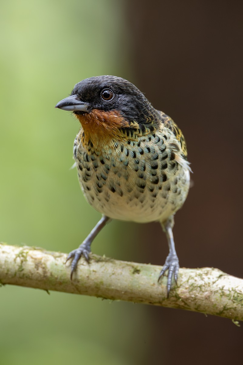 Rufous-throated Tanager - ML637841524