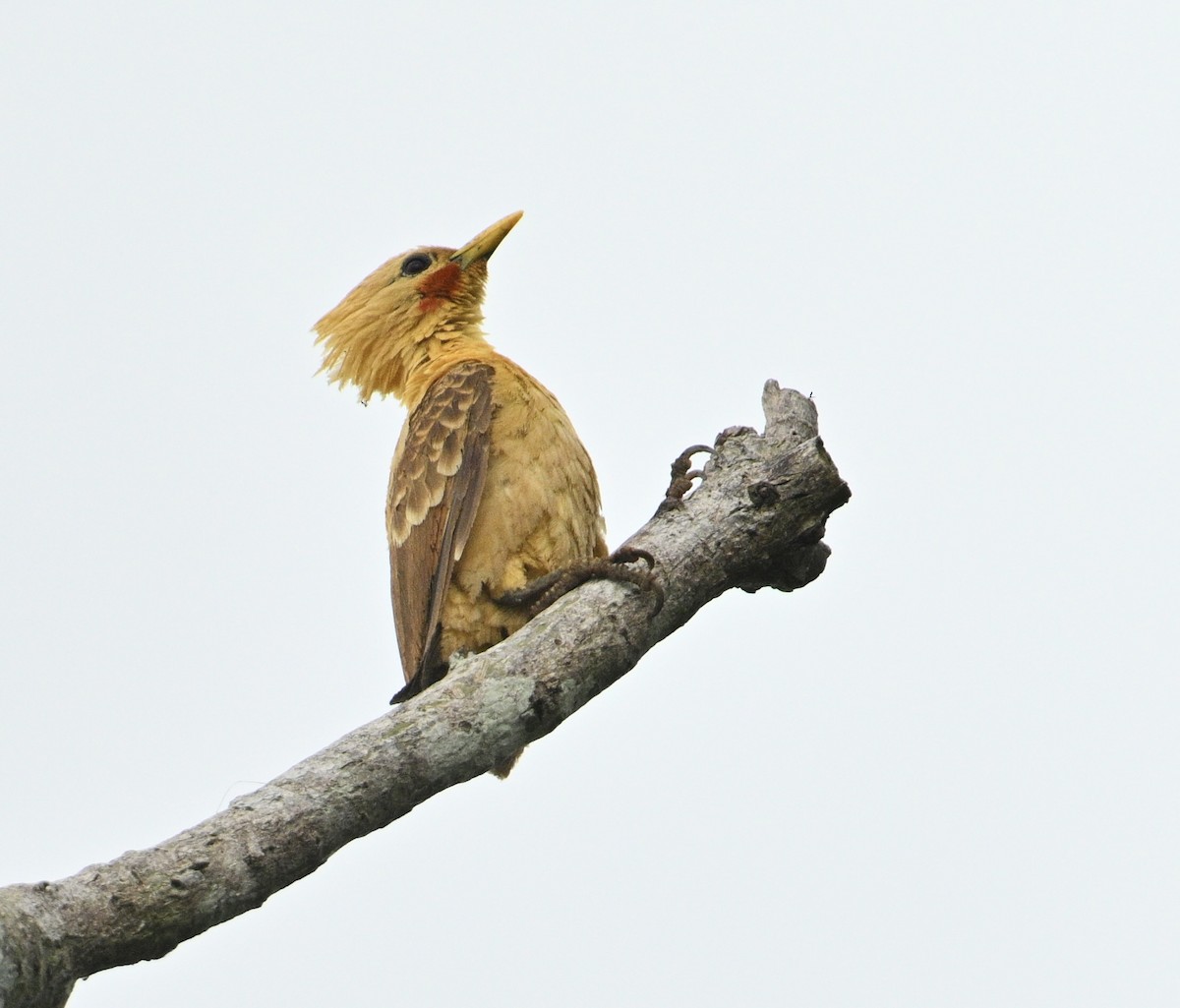 Cream-colored Woodpecker - ML637841563
