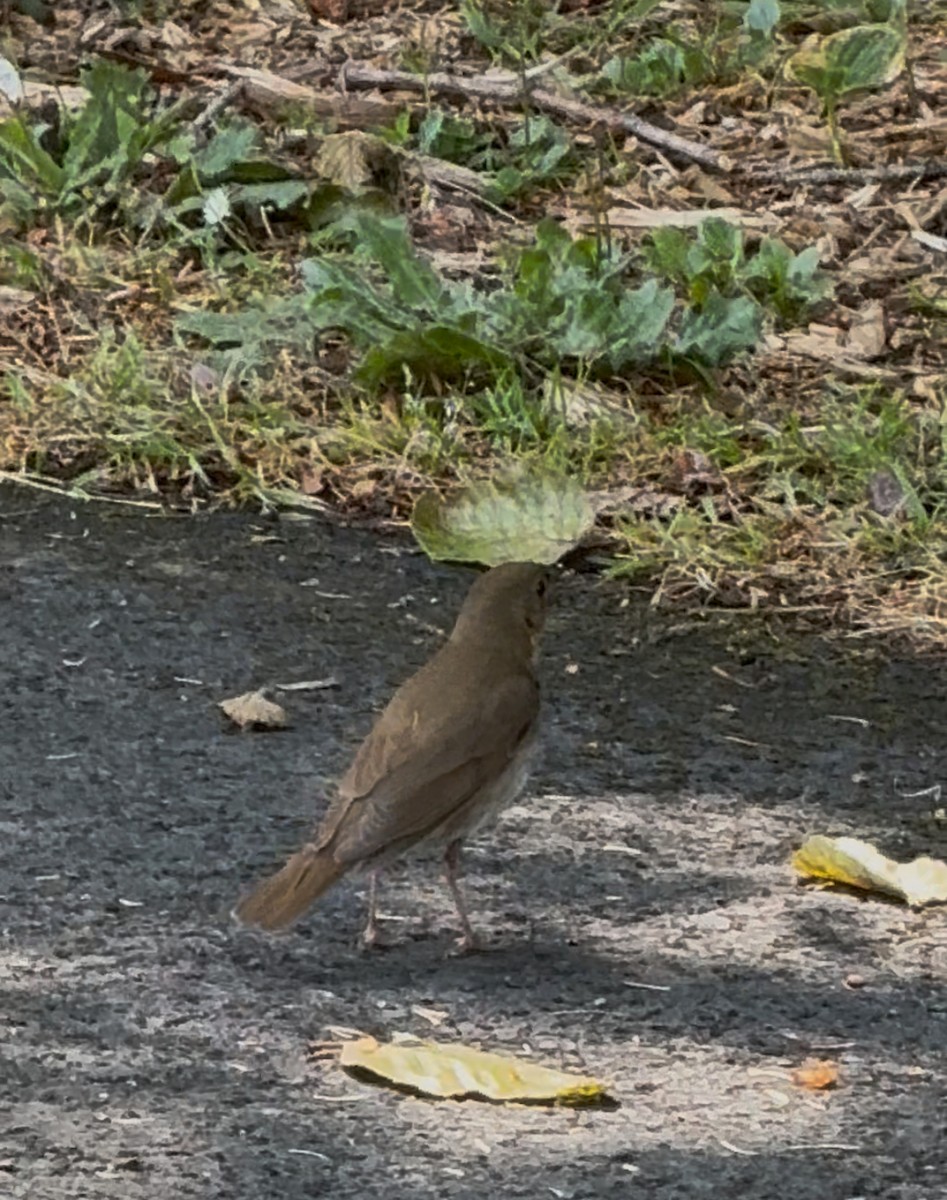 Swainson's Thrush - ML637841579