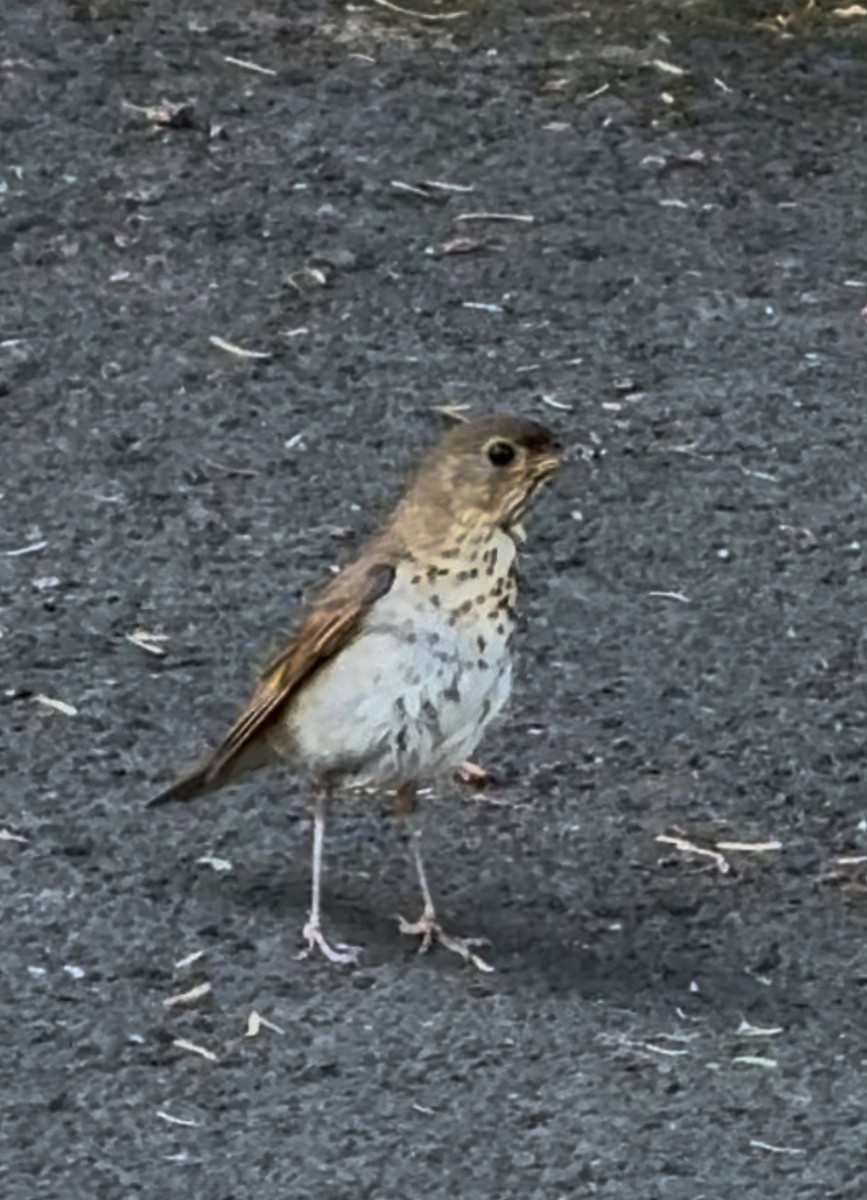 Swainson's Thrush - ML637841580