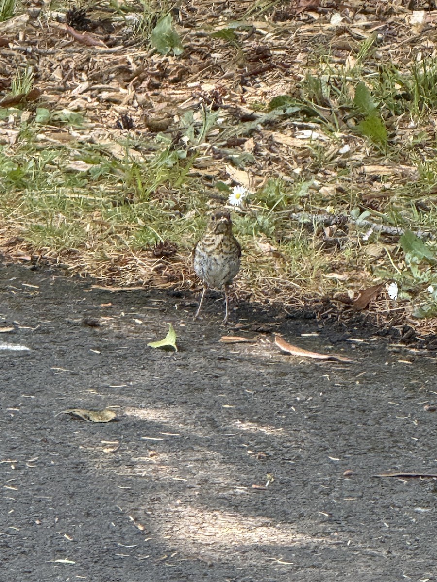 Swainson's Thrush - ML637841581
