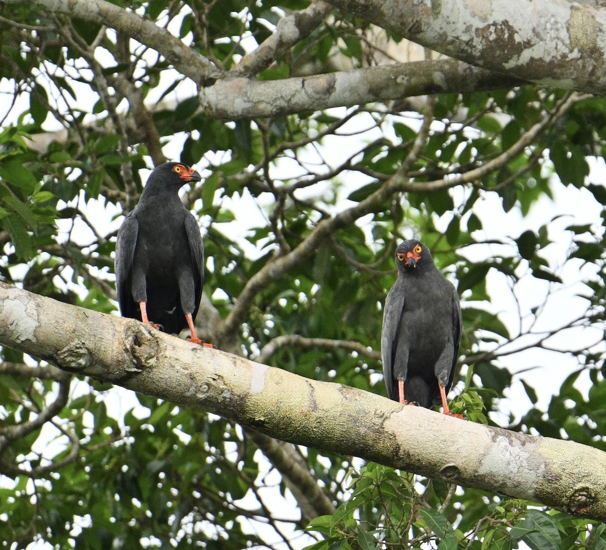 Slate-colored Hawk - ML637841608