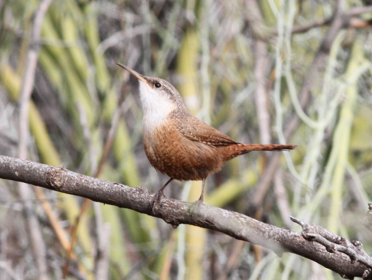 Canyon Wren - ML637841663