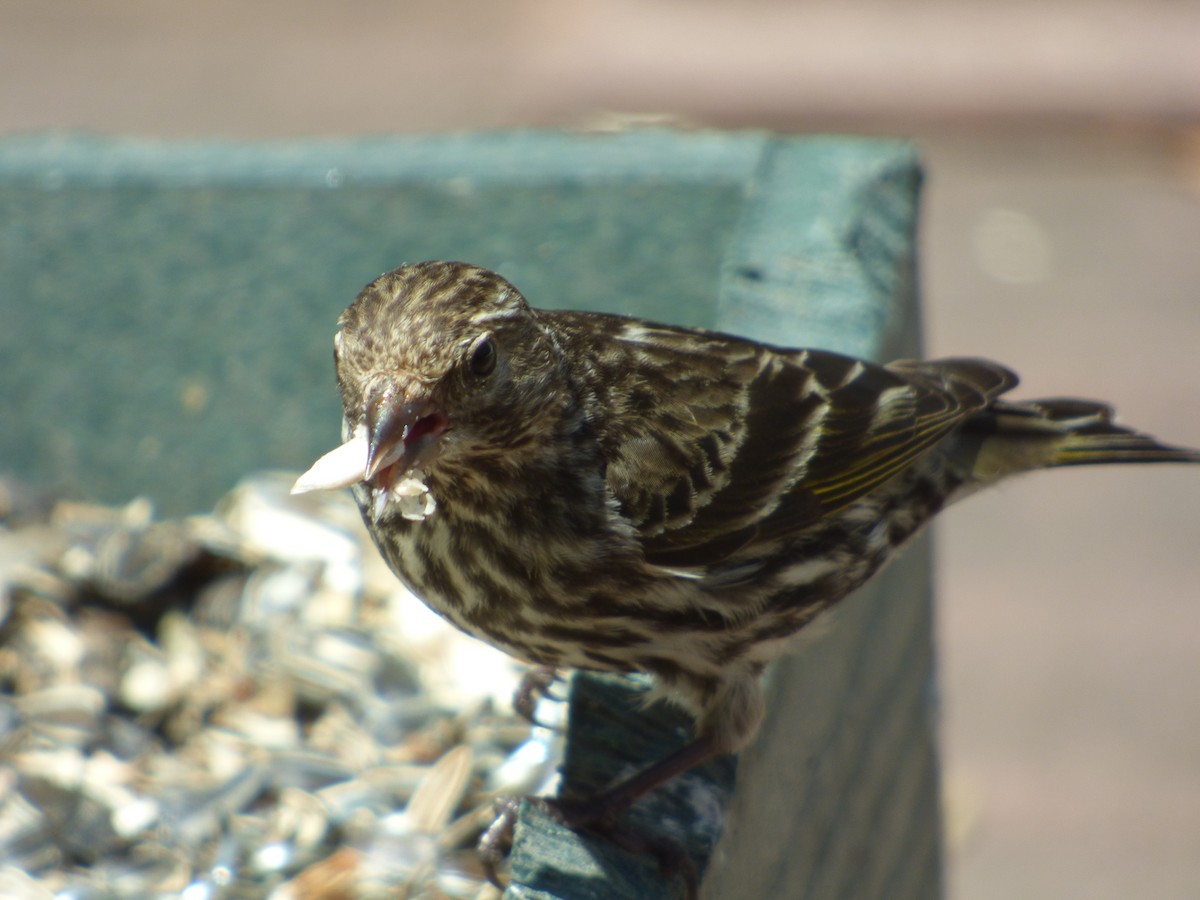 Pine Siskin - ML637841699