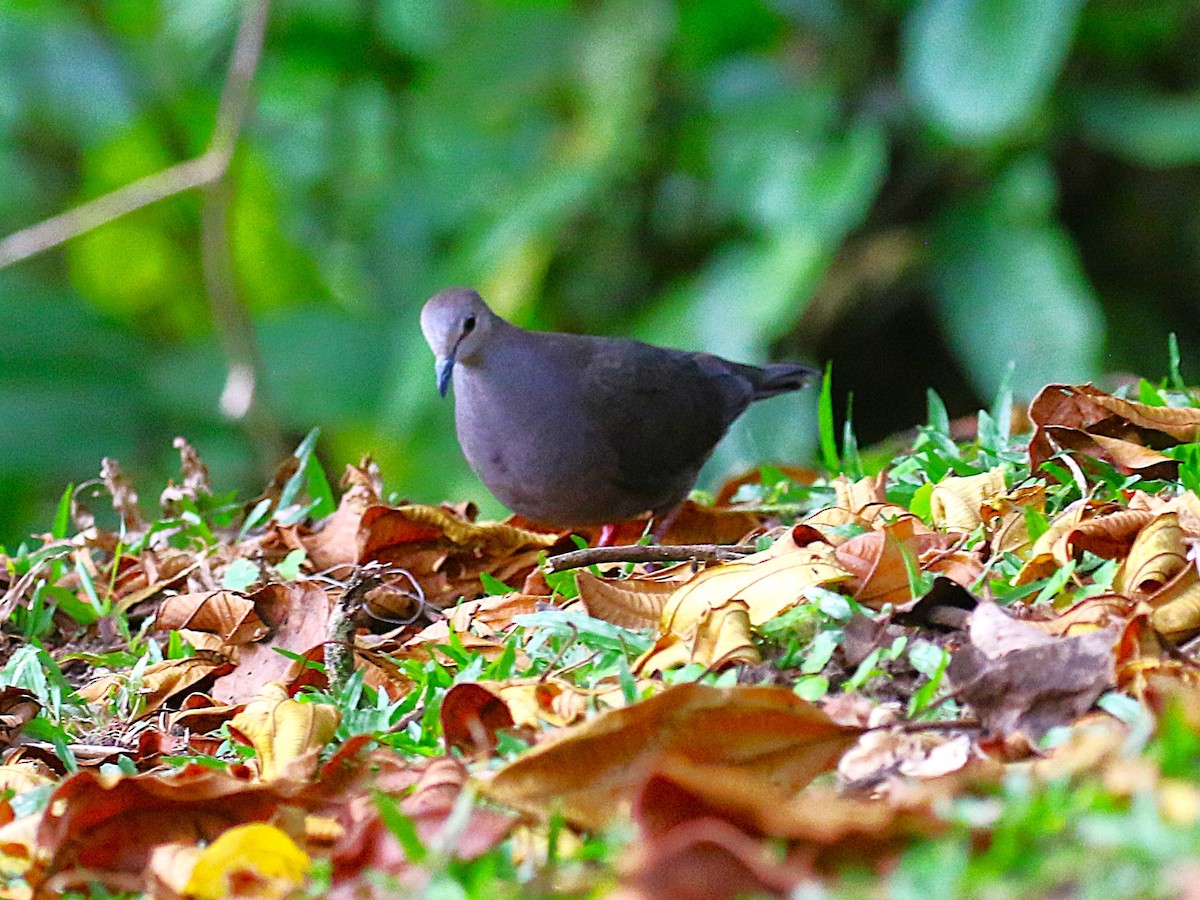 Gray-chested Dove - ML637841716