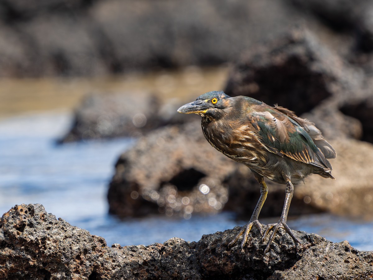 Striated Heron (Galapagos) - ML637841752