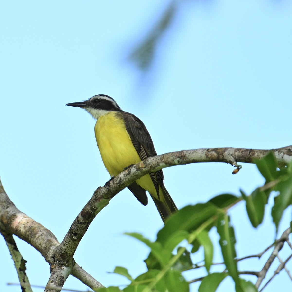 Lesser Kiskadee - ML637841763