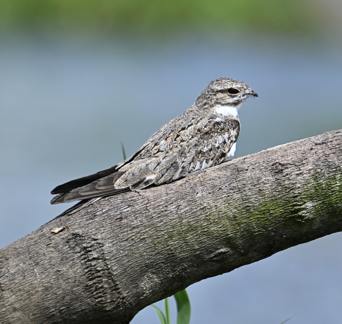 Sand-colored Nighthawk - ML637841771