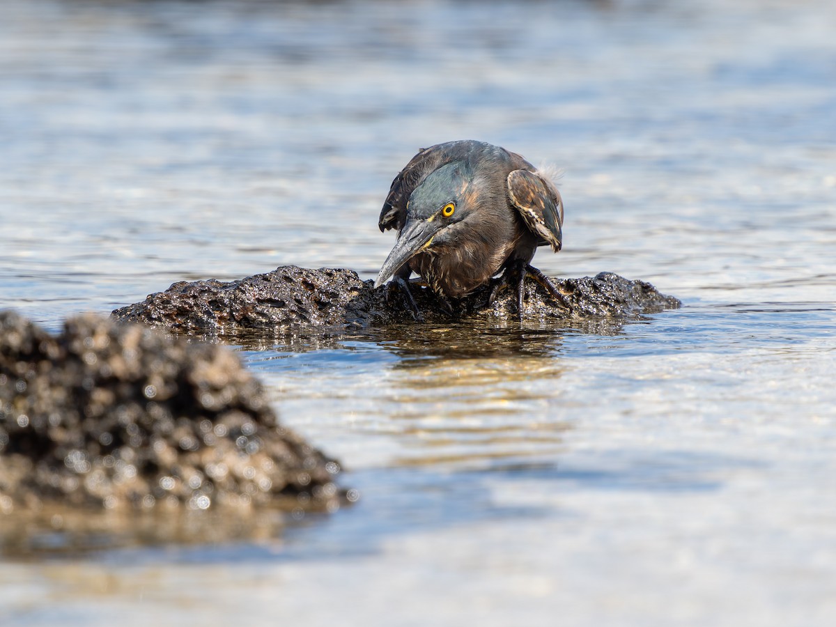 Striated Heron (Galapagos) - ML637841779