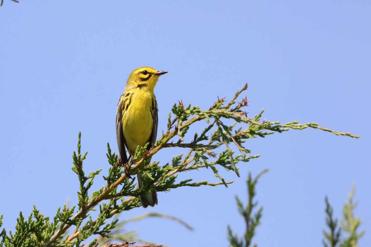 Prairie Warbler - ML637841783