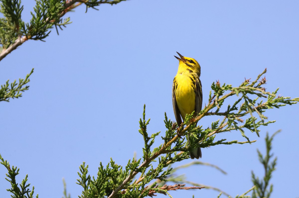 Prairie Warbler - ML637841785
