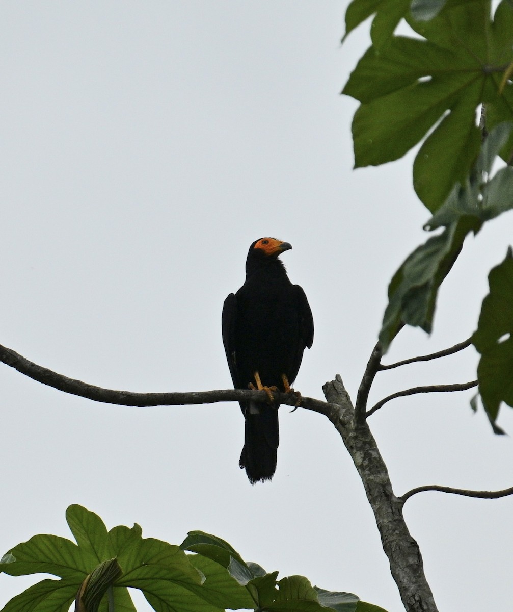 Black Caracara - ML637841802